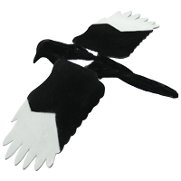 Live Magpie harakan kokokuva jossa levitetyt siivet